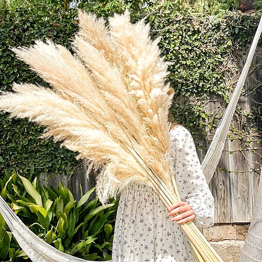 Farming For Agriculture - 110 - 120cm Large Dried Pampas