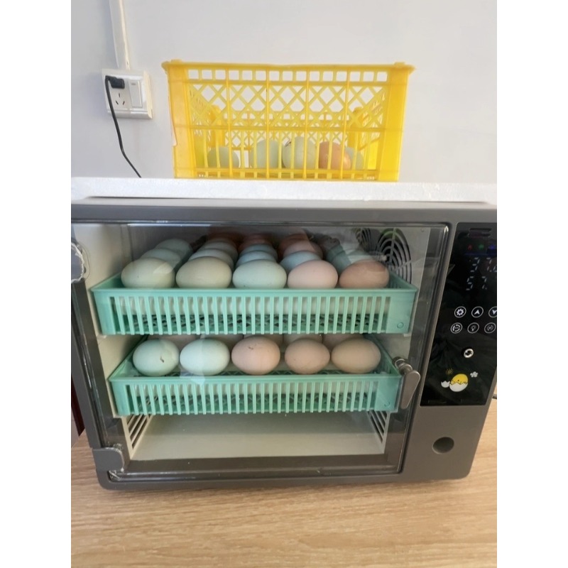 Factory Direct 2026 Fully Auto - Quail Egg Incubator ulasan dan harga