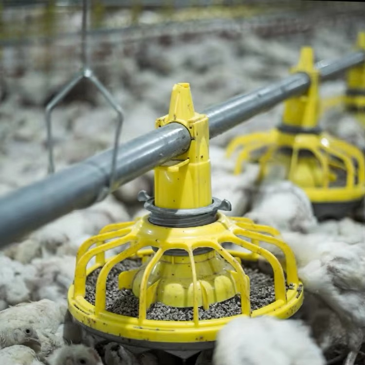 Chicken and poultry agricultur - Farming Equipment For Agriculture ulasan dan harga