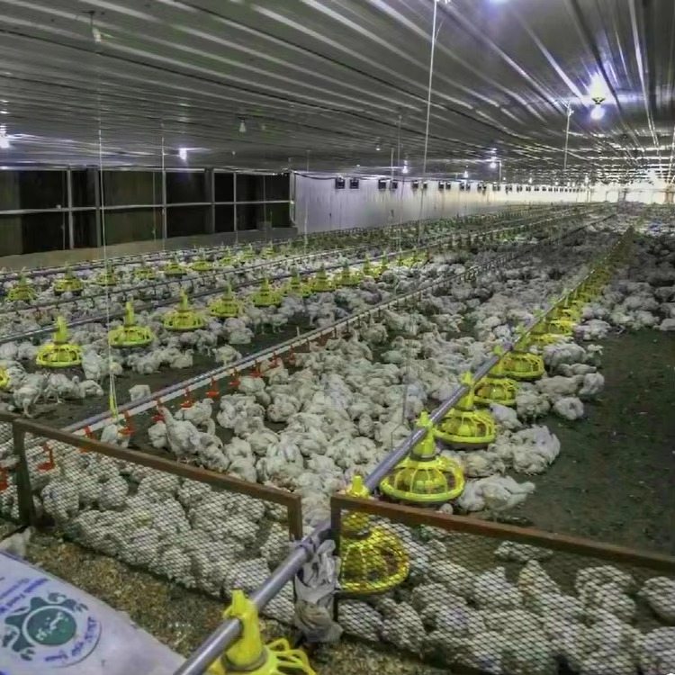 Chicken and poultry agricultur - Farming Equipment For Agriculture ulasan dan harga