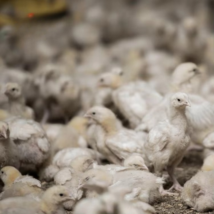 Chicken and poultry agricultur - Farming Equipment For Agriculture ulasan dan harga