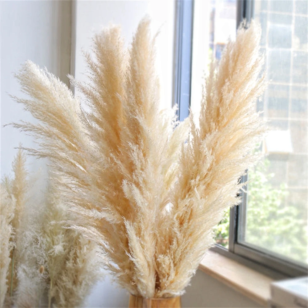 110 - 120cm Large Dried Pampas - Farming For Agriculture ulasan dan harga