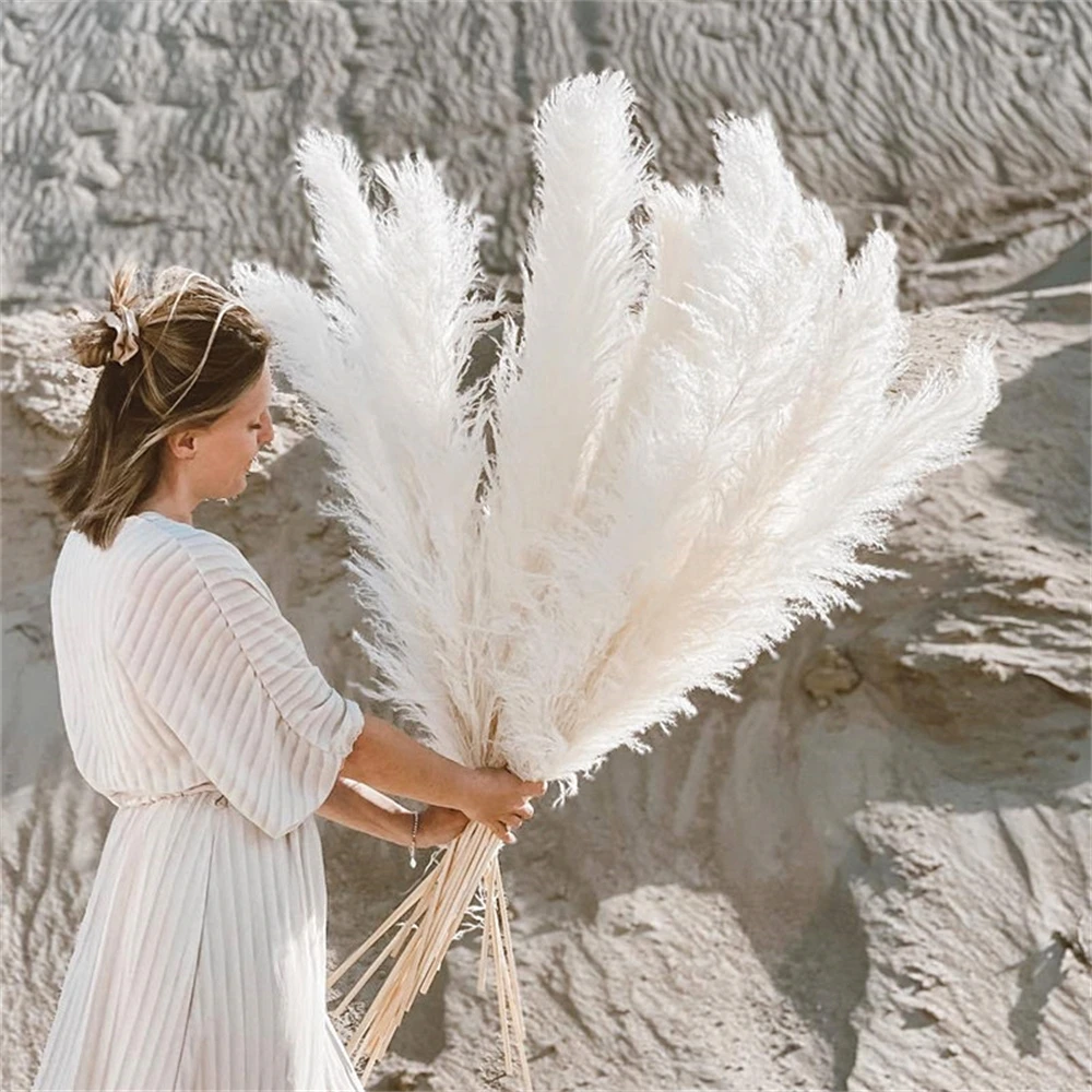 110 - 120cm Large Dried Pampas - Farming For Agriculture ulasan dan harga